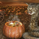 A snake cat with a pumpkin full of potion and a power broom